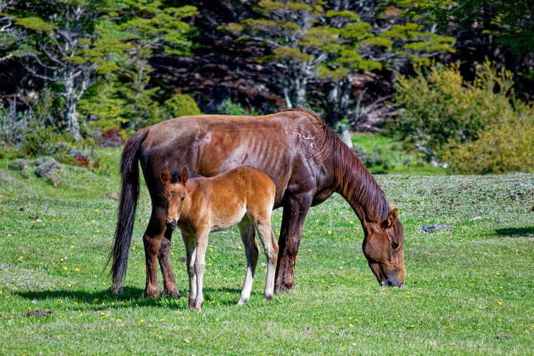 Side view of horse with foal grazing in farm