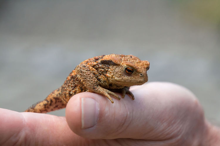 Close-up of hand holding toad