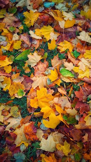 Close-up of maple leaves fallen on field during autumn