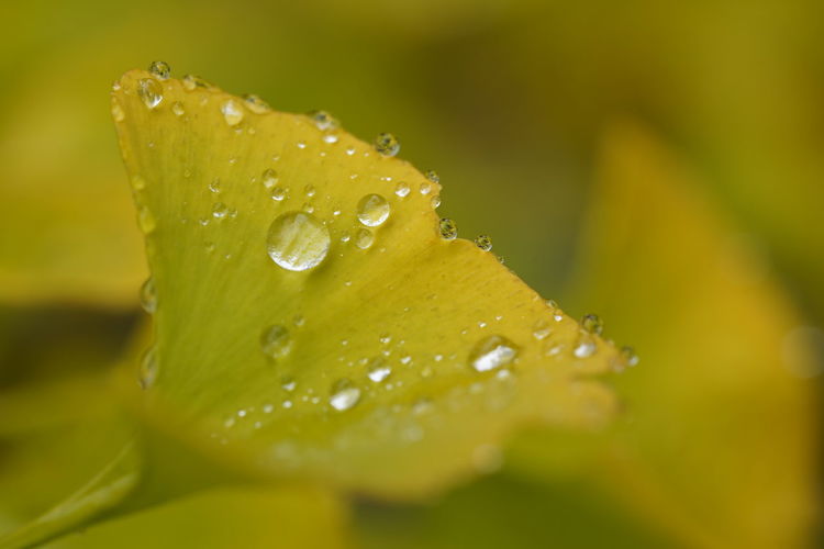 Close-up of water drops on yellow leaves