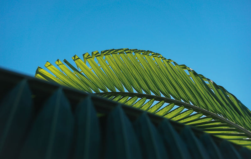 Low angle view of palm leaves against clear blue sky
