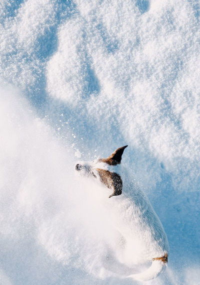 View of dog in snow