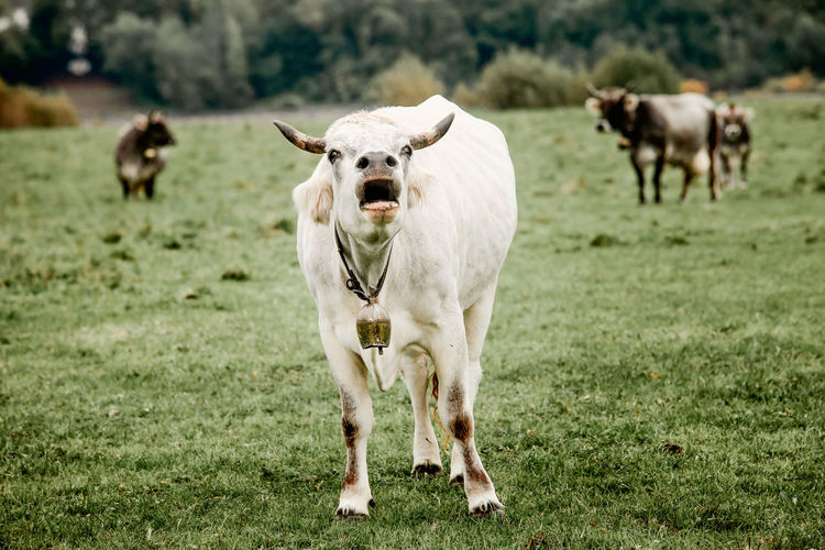 White cow screams and moaning at green meadow while complaining about forcing her for giving milk 