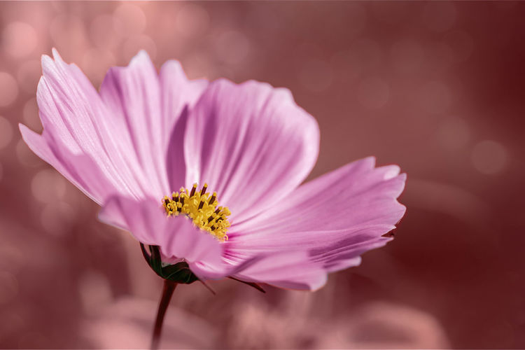 Close-up of pink cosmos flower