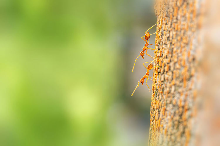 Fire ant on branch in nature ,selection focus only on some points in the image.