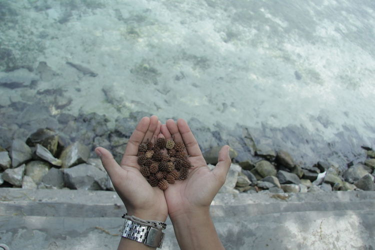 Cropped hands holding dried fruit by sea
