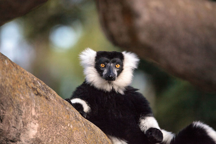 Black and white ruffed lemur varecia variegate found in madagascar.