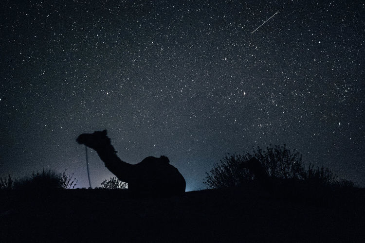 Silhouette of camel on field against sky at night