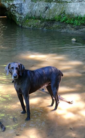 Portrait of black dog in stream