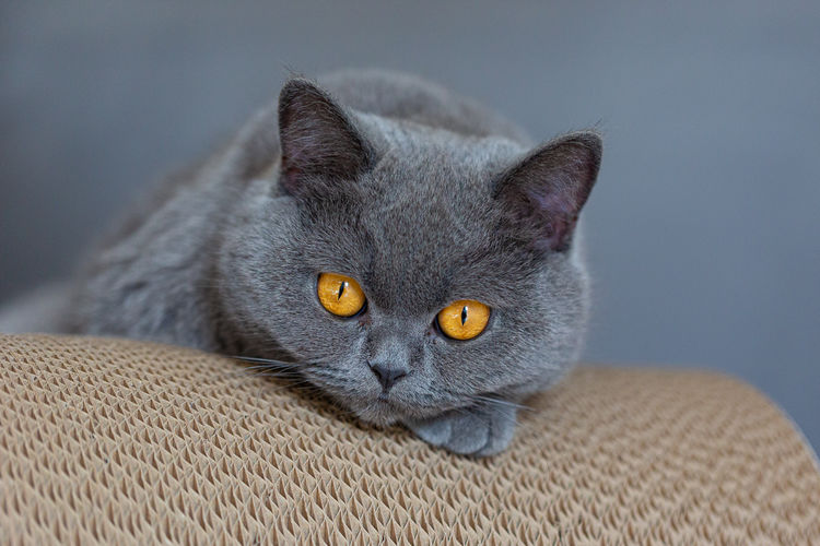 Gray cat with yellow eyes.