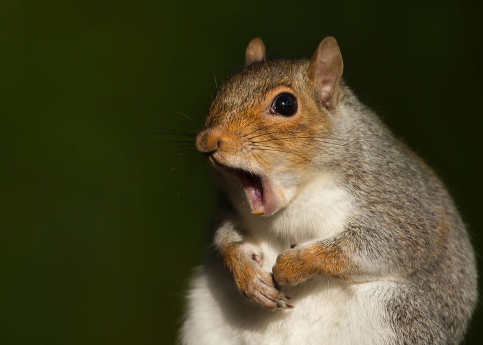 Close-up of squirrel with mouth open at night