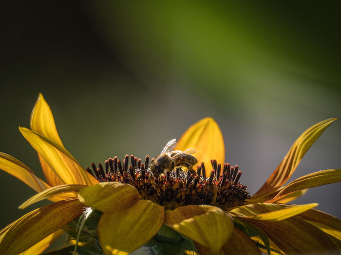 Close-up of insect pollinating on yellow flower
