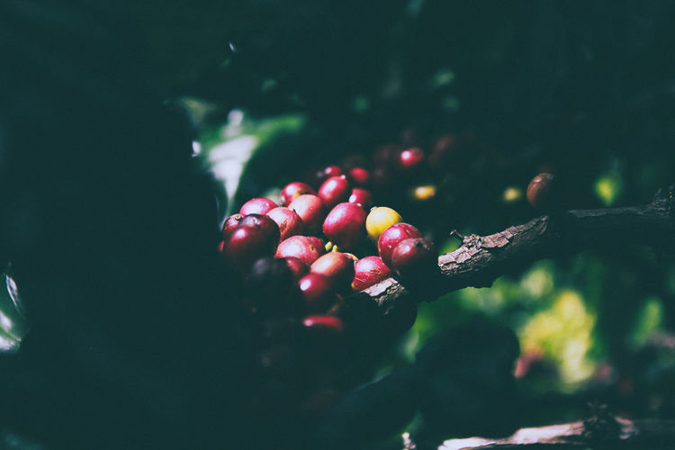 Close-up of coffee beans growing on tree