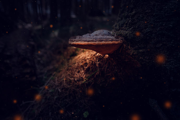 Close-up of mushroom on wet land