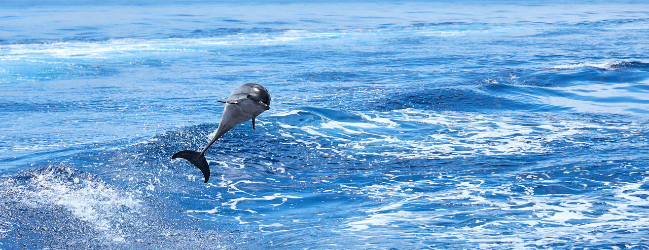 Dolphin jumping over sea