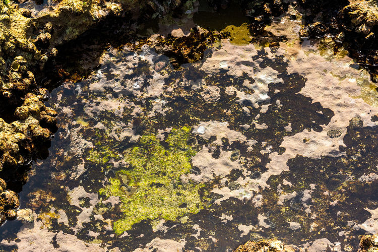 Full frame shot of lichen on moss