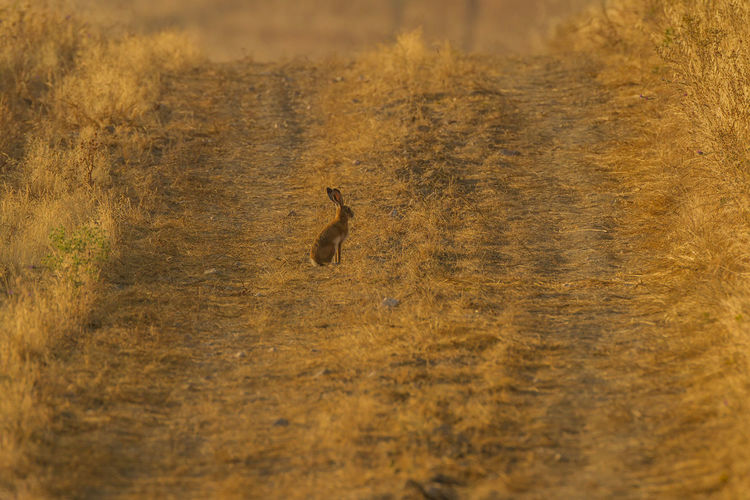 Close-up of hare on grassy land