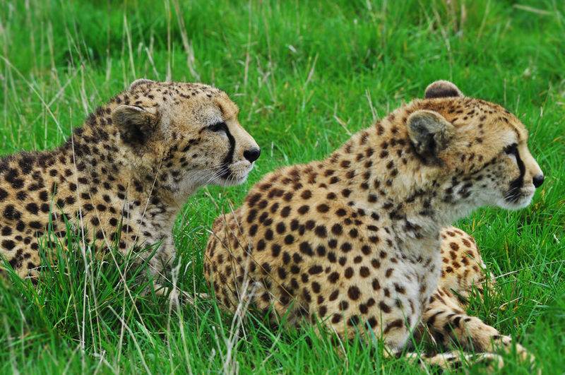 A pair of cheetahs 