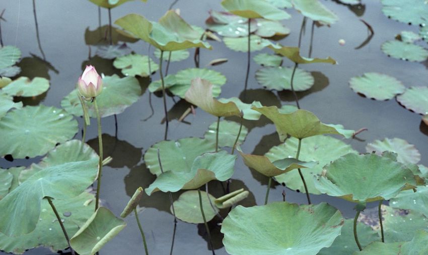 High angle view of lotus water lily in lake