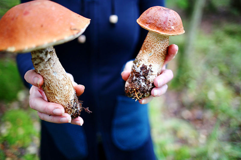 Close-up of hand holding two big mushrooms