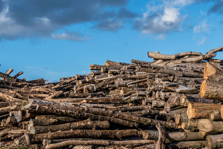 Low angle view of logs in forest against sky