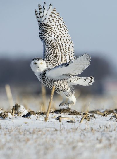 Portrait of owl flying over snow covered field