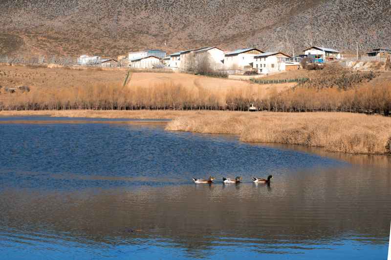 View of ducks swimming in lake during winter