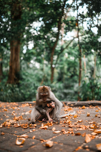 Mother balinese long tailed monkey holding her baby