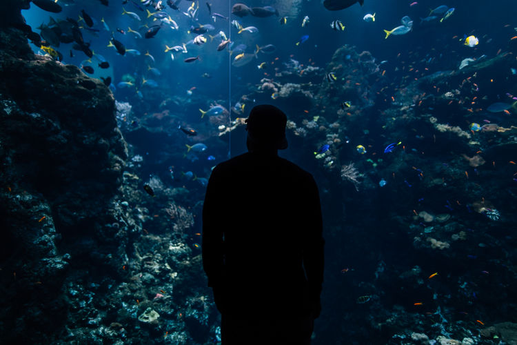 Man looking at fishes in aquarium