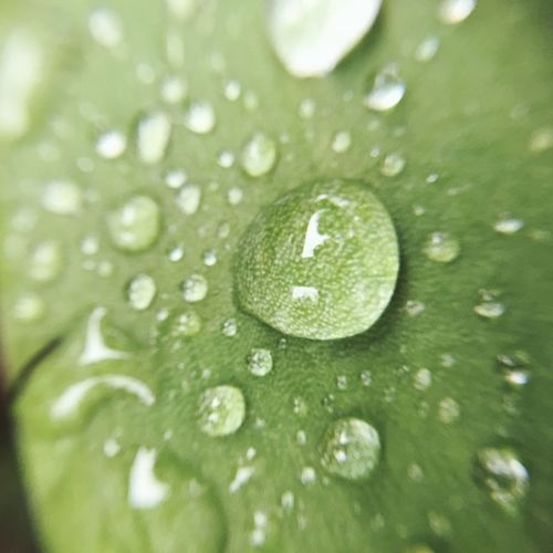 Macro shot of water drops on leaf