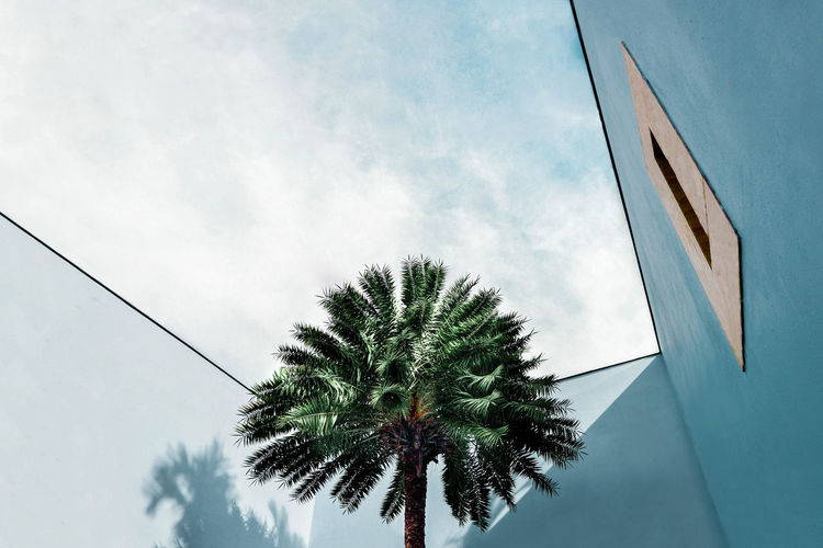 LOW ANGLE VIEW OF PALM TREE BY BUILDING AGAINST SKY