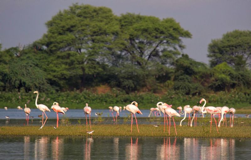 Flock of birds drinking water from a lake