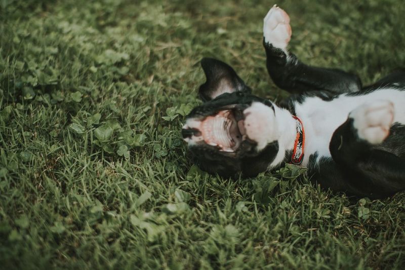 Dog relaxing on field
