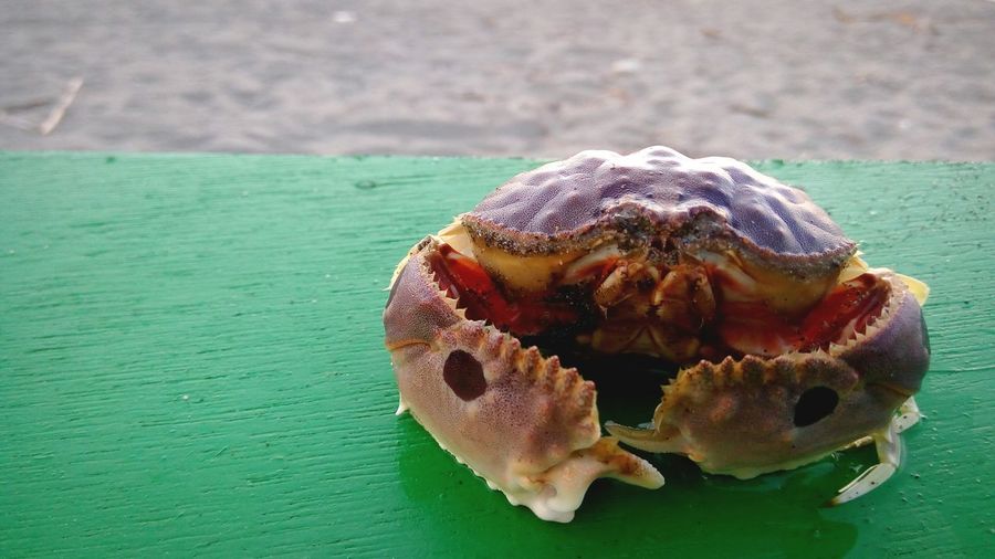 Close-up of crab on wooden table at beach