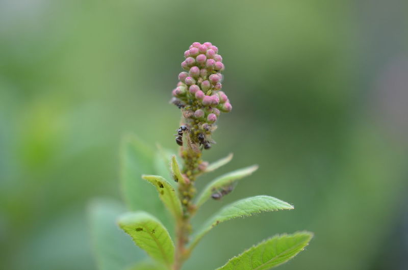 Close-up of pink flowering plant