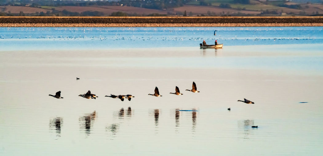 Birds swimming in lake