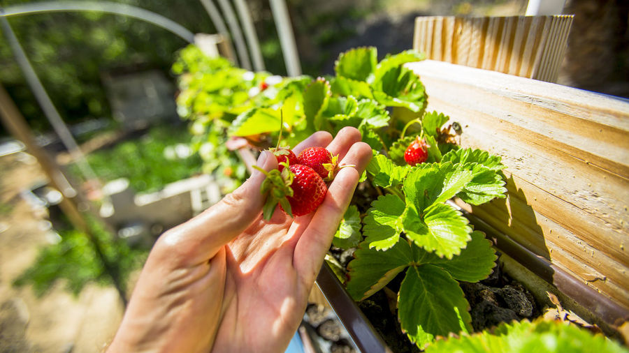 Close-up of hand holding strawberries growing in window box