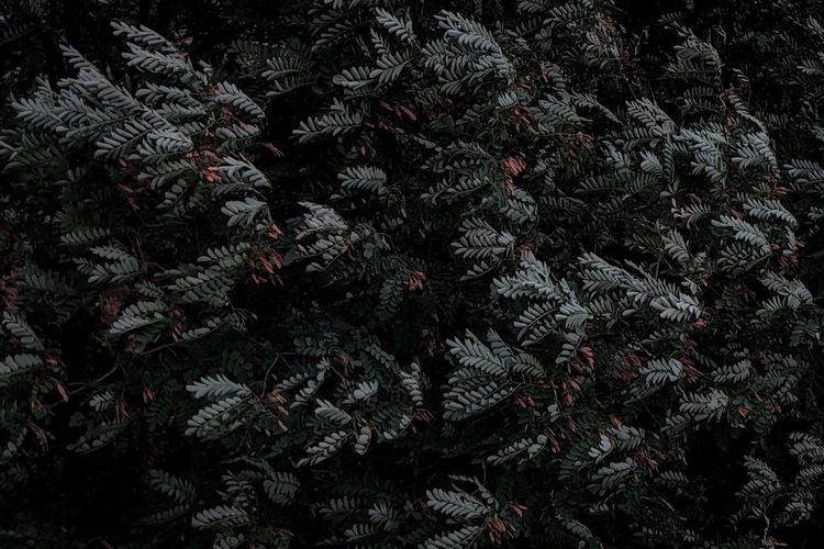 Full frame shot of pine tree in winter