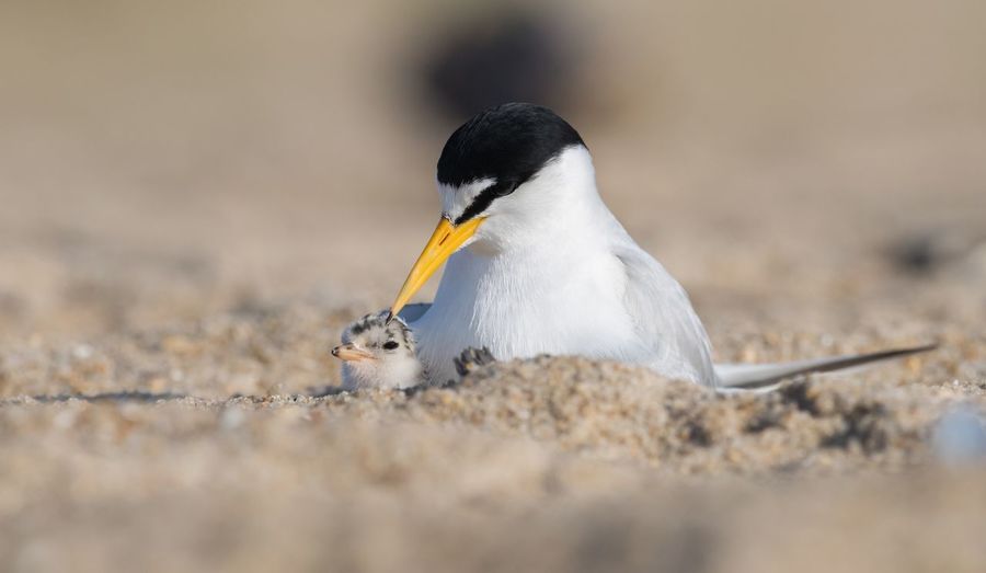 Close-up of tern with young bird on sand at beach