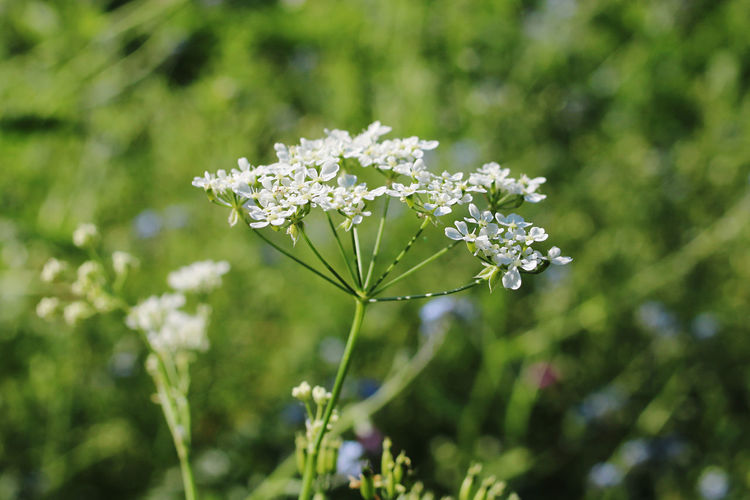 Close-up of white wild flower