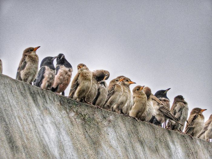 Bird gang...