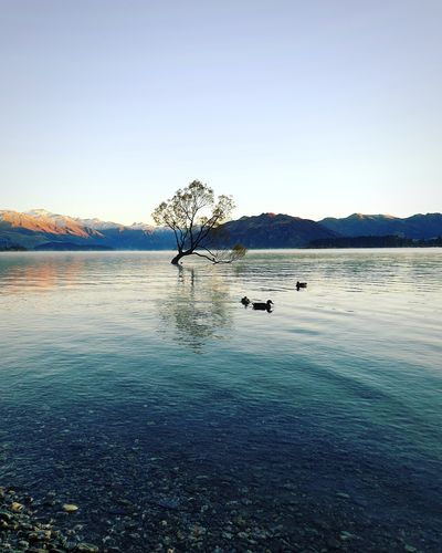 Scenic view of lake against clear sky