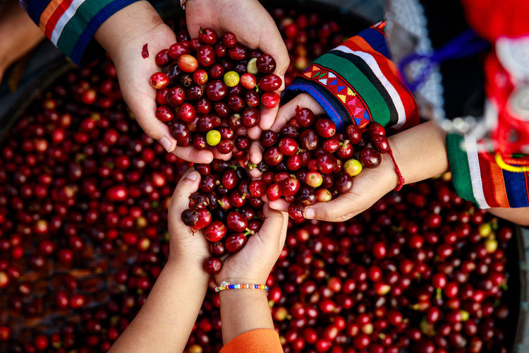 Fresh red raw berries coffee beans on holding hand karen little girls .organic coffee beans 