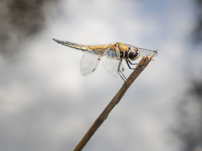 Close-up of dragonfly on twig