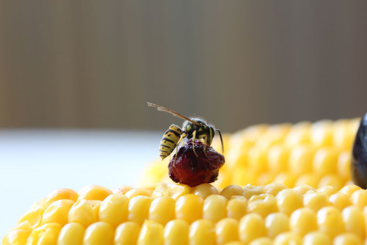 Close-up of wasp on sweetcorn