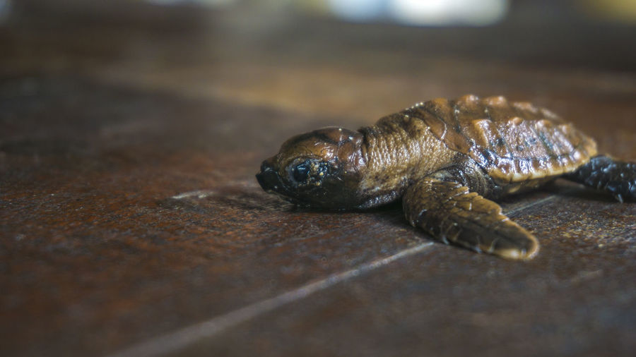 Close-up of small turtle on table