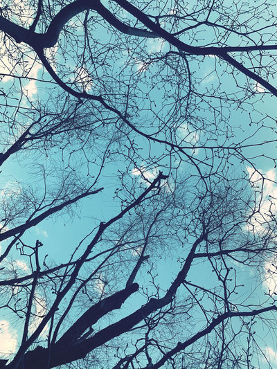 Low angle view of bare tree against blue sky