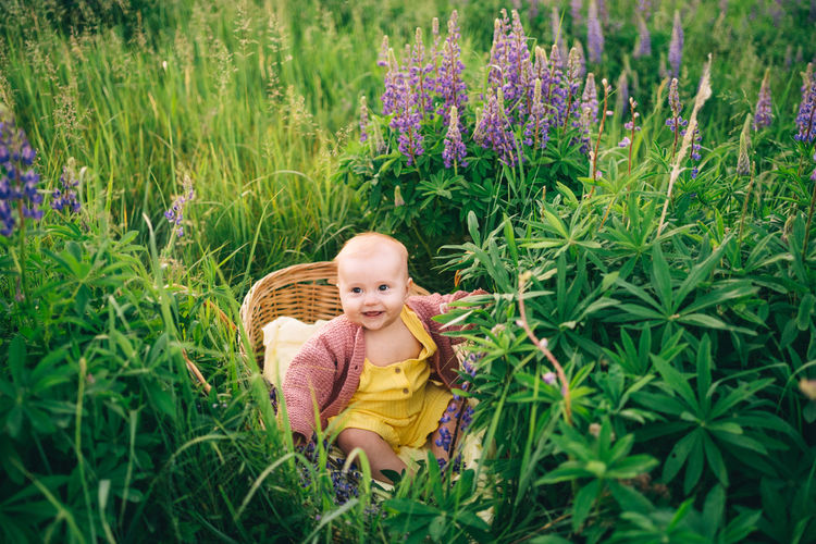 Baby in a wicker basket in a lupine field in nature in the summer in the evening sunset