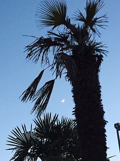 Low angle view of palm tree against sky