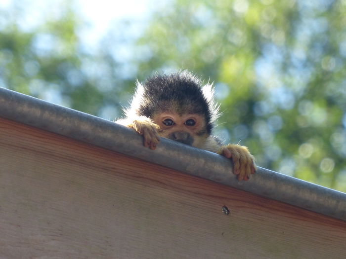 Low angle view of squirrel monkey leaning on railing at zoo